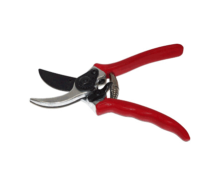 Abbildung einer Rosenschere